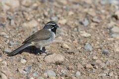 Black-throated Sparrow, Amphispiza bilineata