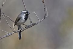 Black-throated Sparrow, Amphispiza bilineata