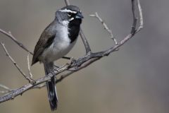 Black-throated Sparrow, Amphispiza bilineata