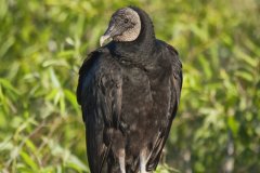 Black Vulture, Coragyps atratus