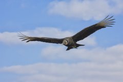 Black Vulture, Coragyps atratus