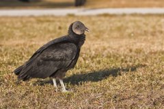 Black Vulture, Coragyps atratus