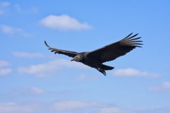 Black Vulture, Coragyps atratus