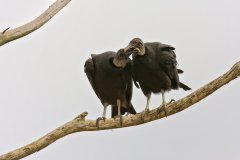 Black Vulture, Coragyps atratus