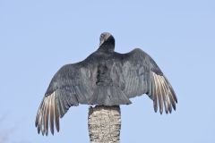 Black Vulture, Coragyps atratus