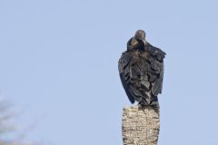 Black Vulture, Coragyps atratus