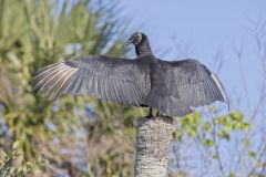 Black Vulture, Coragyps atratus