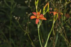 Blackberry Lily, Iris domestica