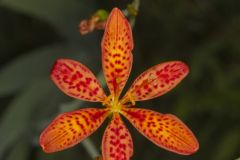 Blackberry Lily, Iris domestica