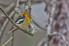 Blackburnian Warbler, Setophaga fusca