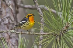 Blackburnian Warbler, Setophaga fusca