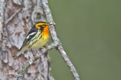 Blackburnian Warbler, Setophaga fusca