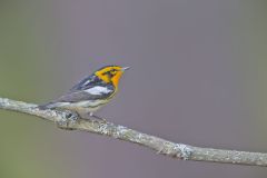 Blackburnian Warbler, Setophaga fusca