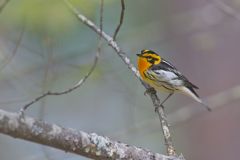 Blackburnian Warbler, Setophaga fusca