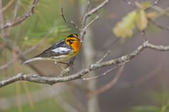 Blackburnian Warbler, Setophaga fusca