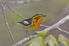 Blackburnian Warbler, Setophaga fusca