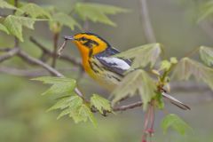 Blackburnian Warbler, Setophaga fusca