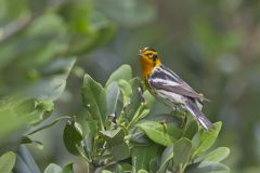 Blackburnian Warbler, Setophaga fusca