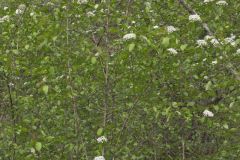 Blackhaw, Viburnum prunifolium