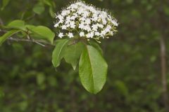 Blackhaw, Viburnum prunifolium