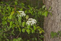 Blackhaw, Viburnum prunifolium