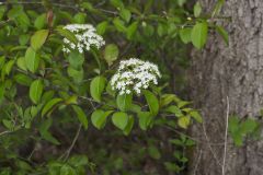 Blackhaw, Viburnum prunifolium