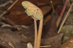 Bloodroot, Sanguinaria canadensis