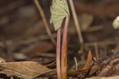 Bloodroot, Sanguinaria canadensis