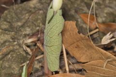 Bloodroot, Sanguinaria canadensis