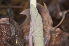 Bloodroot, Sanguinaria canadensis