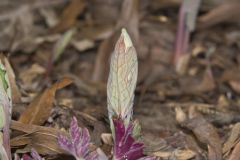 Bloodroot, Sanguinaria canadensis