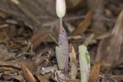 Bloodroot, Sanguinaria canadensis