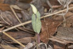 Bloodroot, Sanguinaria canadensis