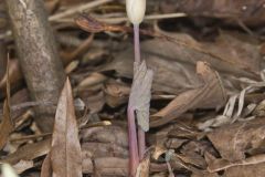 Bloodroot, Sanguinaria canadensis