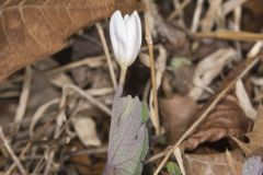 Bloodroot, Sanguinaria canadensis