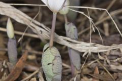 Bloodroot, Sanguinaria canadensis