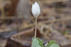 Bloodroot, Sanguinaria canadensis