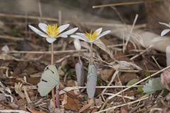 Bloodroot, Sanguinaria canadensis