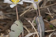 Bloodroot, Sanguinaria canadensis