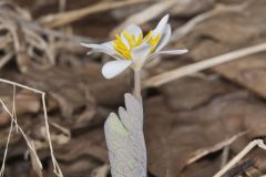 Bloodroot, Sanguinaria canadensis