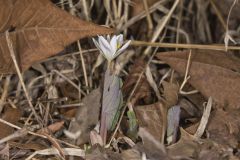 Bloodroot, Sanguinaria canadensis