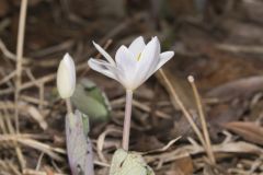 Bloodroot, Sanguinaria canadensis