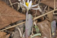 Bloodroot, Sanguinaria canadensis