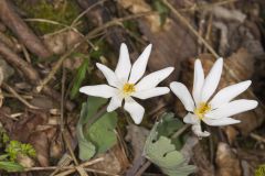 Bloodroot, Sanguinaria canadensis