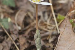 Bloodroot, Sanguinaria canadensis