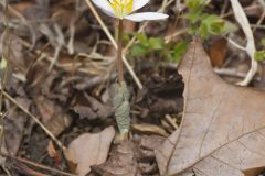 Bloodroot, Sanguinaria canadensis