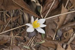 Bloodroot, Sanguinaria canadensis