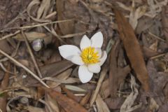 Bloodroot, Sanguinaria canadensis