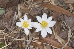 Bloodroot, Sanguinaria canadensis