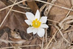 Bloodroot, Sanguinaria canadensis